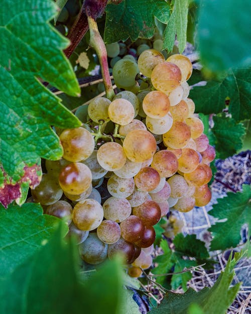 A bunch of grapes on a vine with leaves