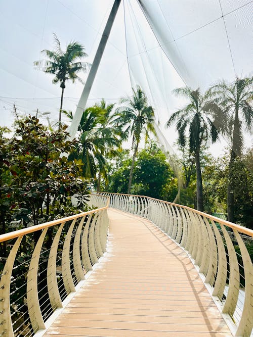 Free A walkway with palm trees and a bridge Stock Photo