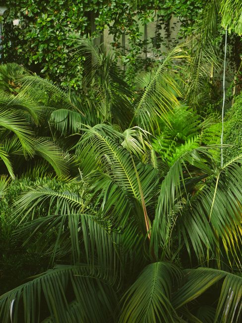 Detailed view of vibrant tropical forest foliage with lush green leaves.