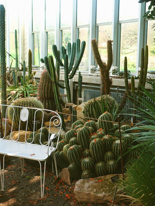 Základová fotografie zdarma na téma botanický, exotický, jehličky