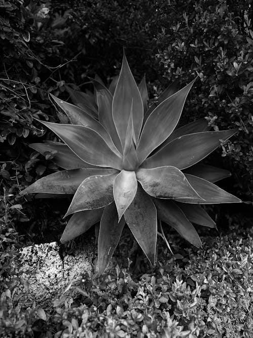 ağaç, agave, aloe içeren Ücretsiz stok fotoğraf