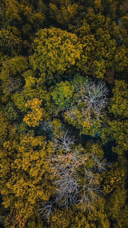 Imagine de stoc gratuită din arbori, arbuști, codru