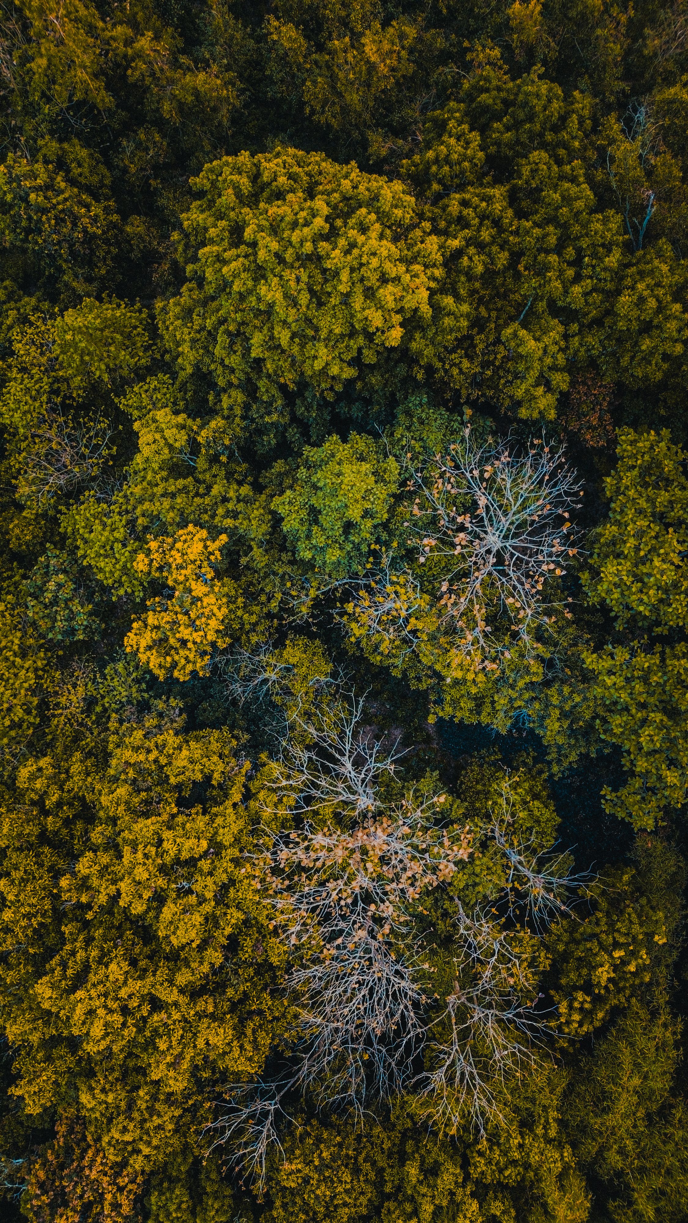 Trees in a Forest Seen From Above · Free Stock Photo