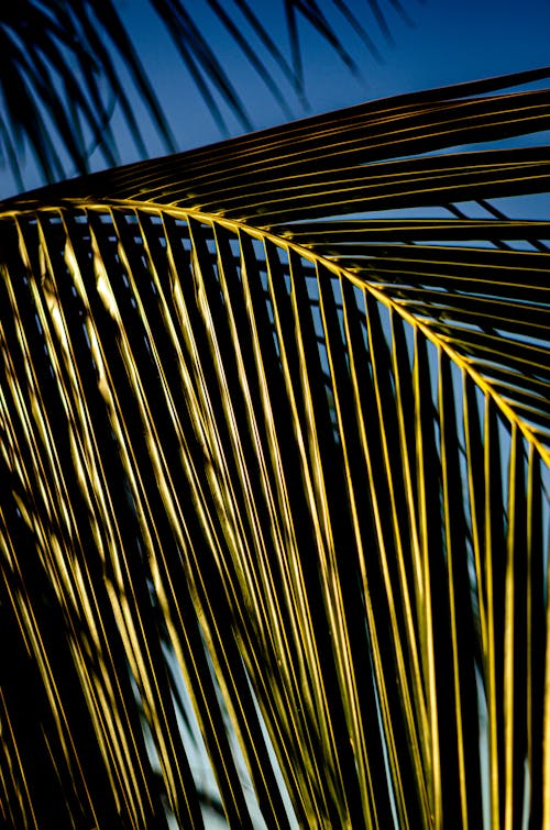 A palm leaf with yellow and blue lines