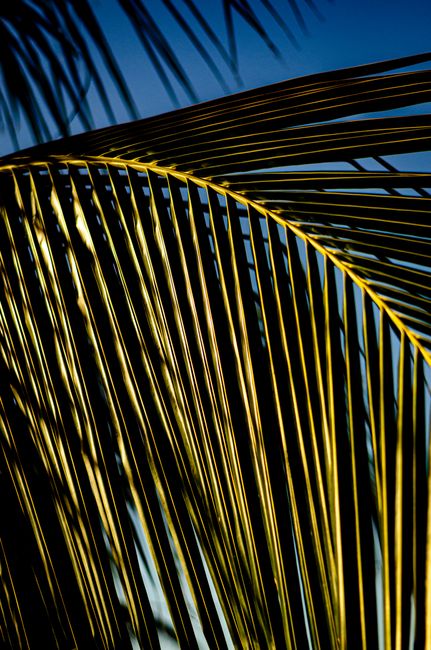 Detailed view of sunlit palm leaves with a vibrant blue sky background, showcasing tropical beauty.