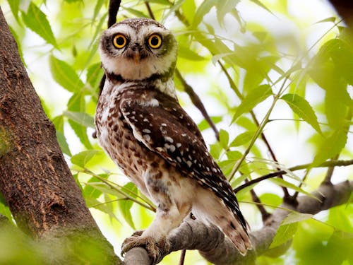 Free A small owl perched on a tree branch Stock Photo