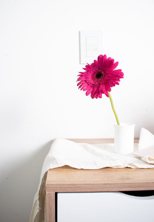 Gratis lagerfoto af blomst, dug, gerbera