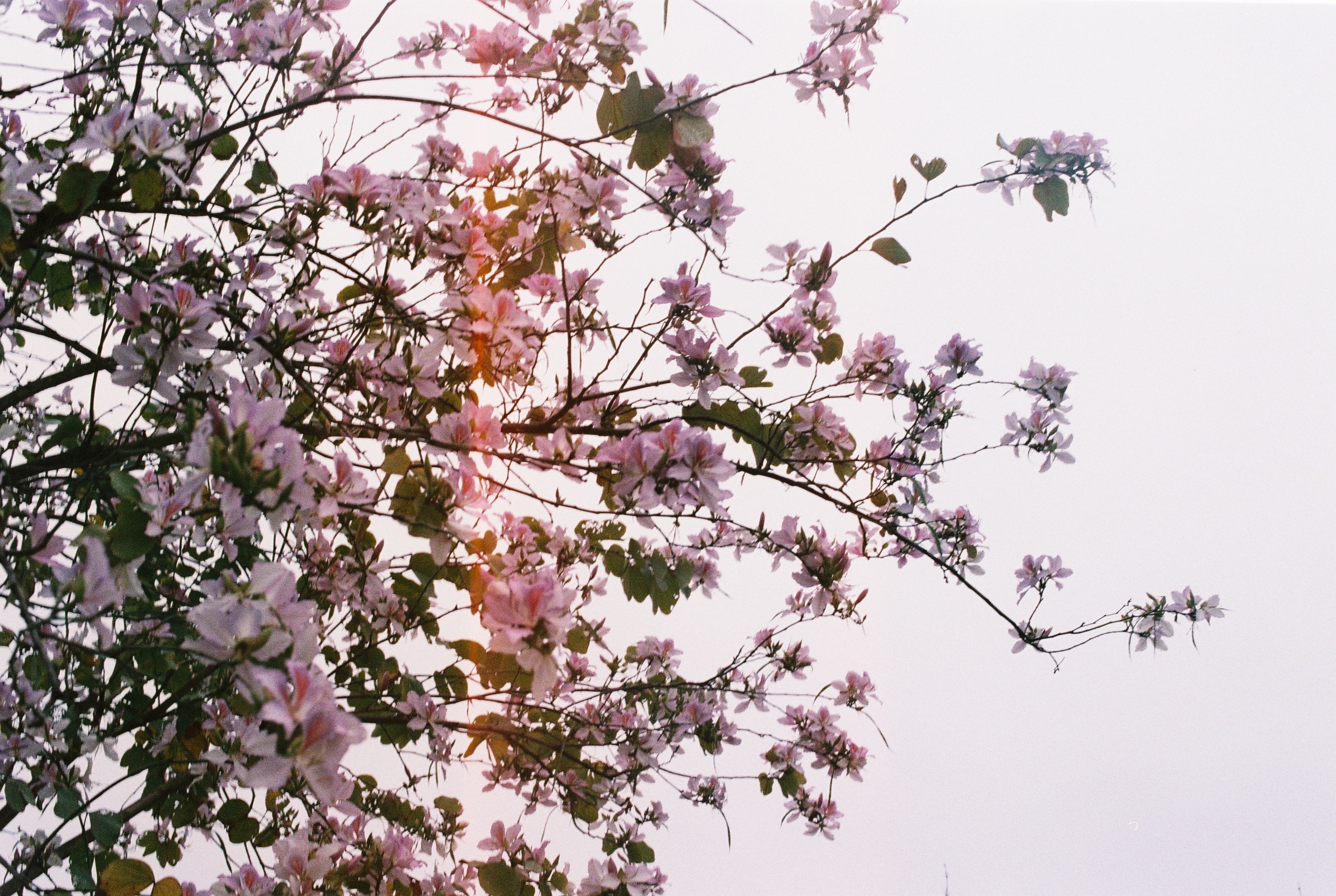 What I Learned from Photographing Chennai's Blossoms in May - Photography by Raghav in Chennai