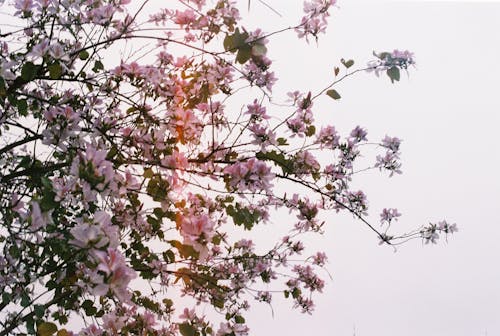 A pink flower tree with pink flowers and leaves
