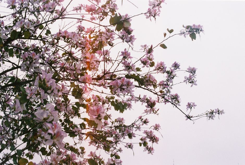What I Learned from Photographing Chennai's Blossoms in May - Photography by Raghav in Chennai