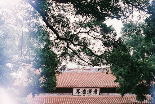 Imagine de stoc gratuită din acoperiș, arbori, budist