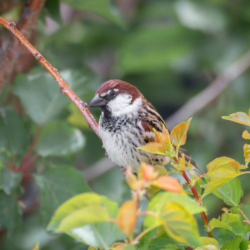 Free Detailed capture of a house sparrow perched on a branch amidst vibrant green leaves. Stock Photo