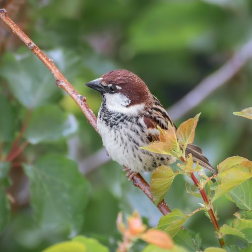 Free Close-up of a house sparrow perched on a branch surrounded by green foliage. Stock Photo