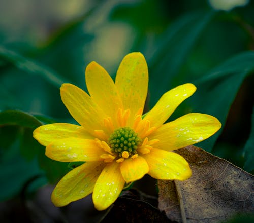 Ảnh lưu trữ miễn phí về cận cảnh, cánh hoa, Hoa màu vàng