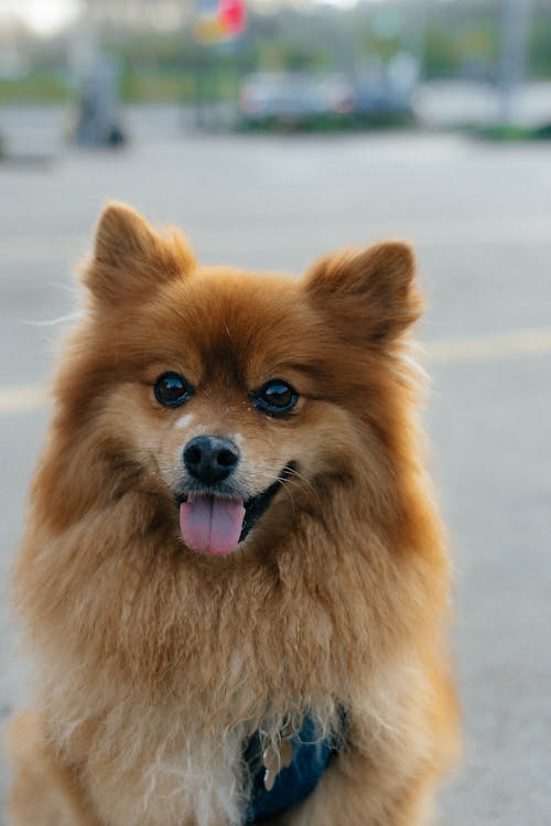 Free Pomeranian Dog  Stock Photo
