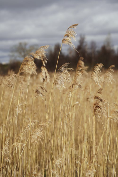 Immagine gratuita di agricoltura, avvicinamento, campo