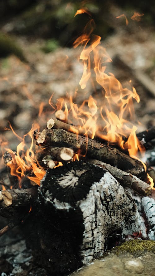 Foto profissional grátis de ameaça, ao ar livre, calor