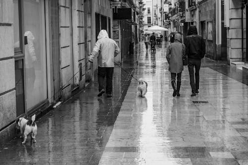 Foto d'estoc gratuïta de animal, blanc i negre, caminant