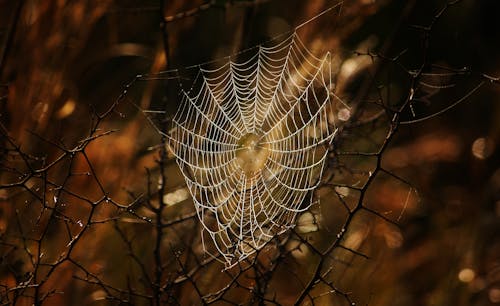 Foto d'estoc gratuïta de branques, enfocament selectiu, natura