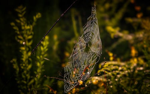 Foto d'estoc gratuïta de bosc, enfocament selectiu, medi ambient