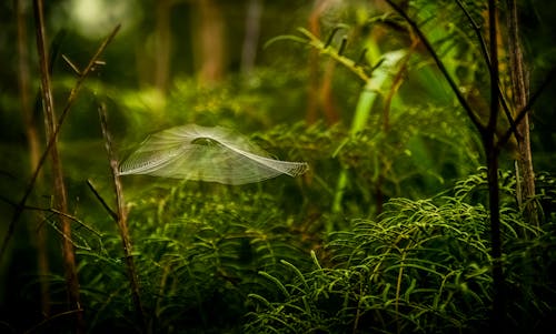 Foto d'estoc gratuïta de bosc, enfocament selectiu, medi ambient