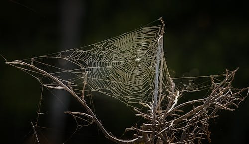 Gratis arkivbilde med edderkoppnett, felle, grener