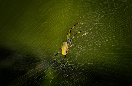 Fotobanka s bezplatnými fotkami na tému dedinský, fotografie zvierat žijúcich vo voľnej prírode, pavučina