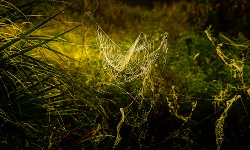 Free A spider web is seen in the grass Stock Photo