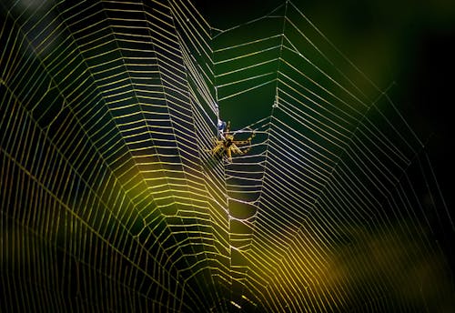Ilmainen kuvapankkikuva tunnisteilla eläinkuvaus, hämähäkinverkko, hämähäkki
