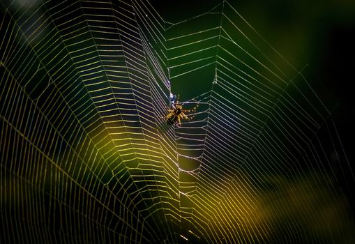 A detailed view of a spider on its web, highlighting the beauty of wildlife and arachnid artistry.