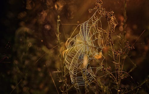 Foto d'estoc gratuïta de enfocament selectiu, medi ambient, natura