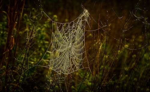 Foto d'estoc gratuïta de branques, enfocament selectiu, medi ambient