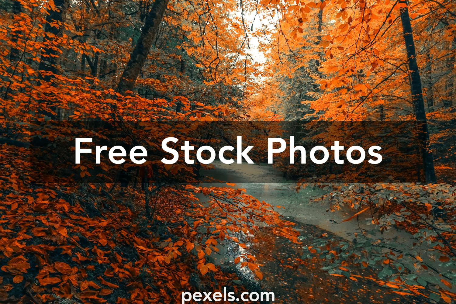 1000+ Beautiful Autumn Leaves Photos · Pexels · Free Stock Photos