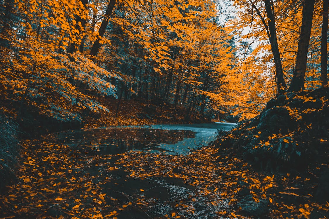 Lake Surrounded With Orange Trees