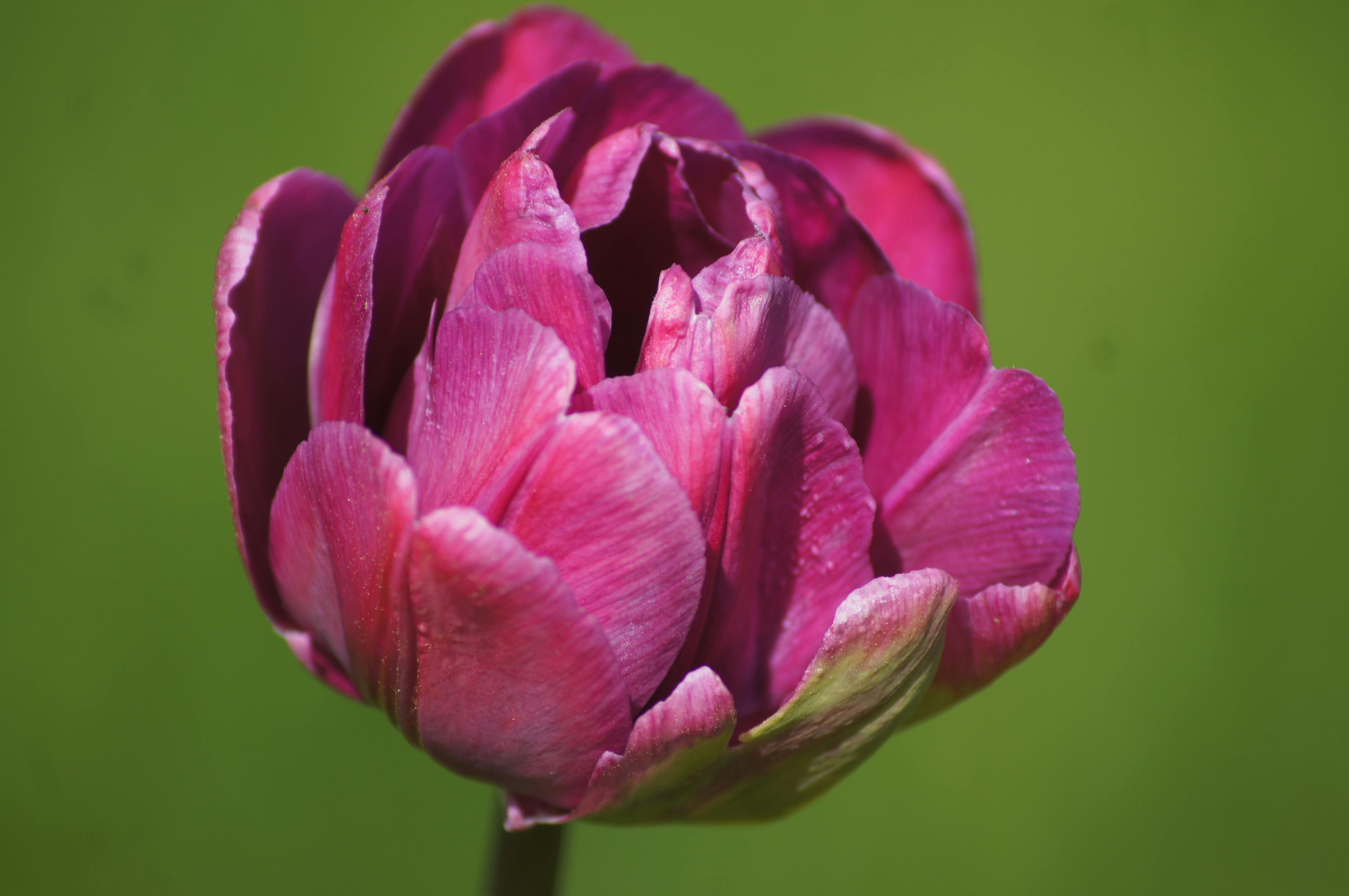 What Is The Difference Between Laser Lipo And Regular Lipo Difference