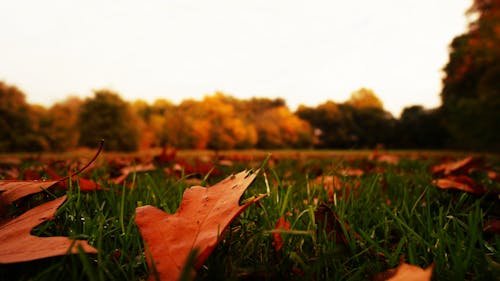 Dried Leaves on Green Grass