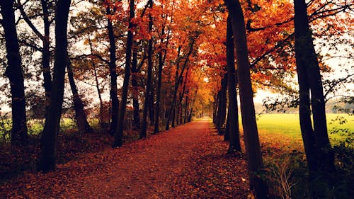 Orange Leaves Covered Pathway Between Trees during Daytime