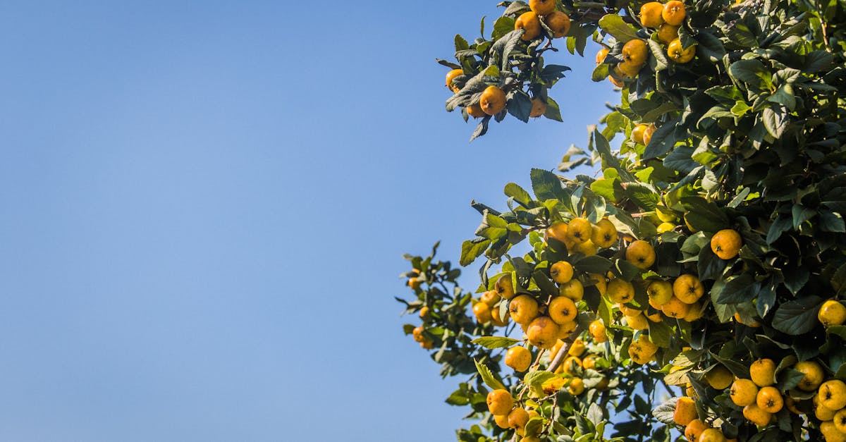 科技:宜蘭金柑轉型拚經濟 從蜜餞到面膜的創新之路