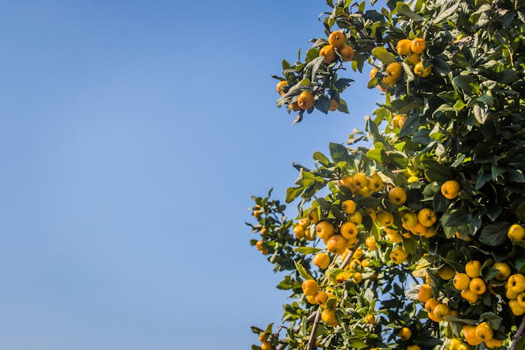 Kumquat Fruits