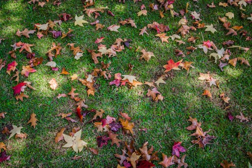Dried Maple Leaves on Grass Ground