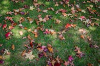 秋叶散落在绿草上，充满活力，捕捉着秋天的精髓