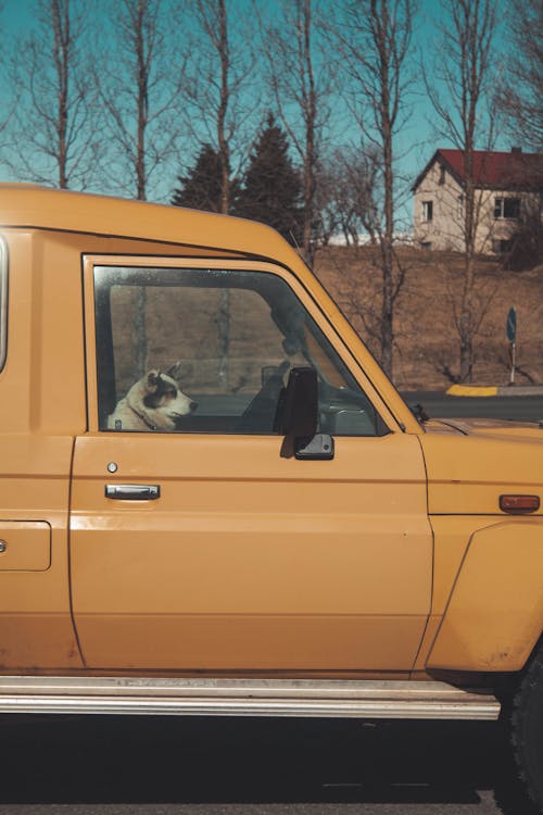 A dog is sitting in the back of a yellow truck