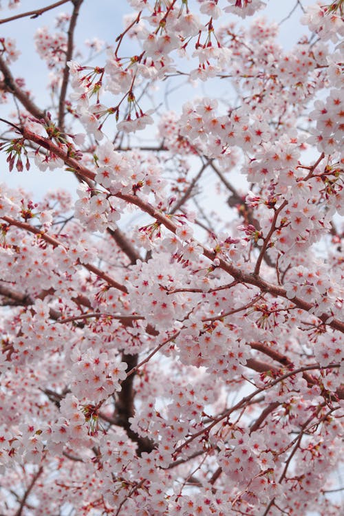 Gratis stockfoto met bloesems, groei, kersenboom