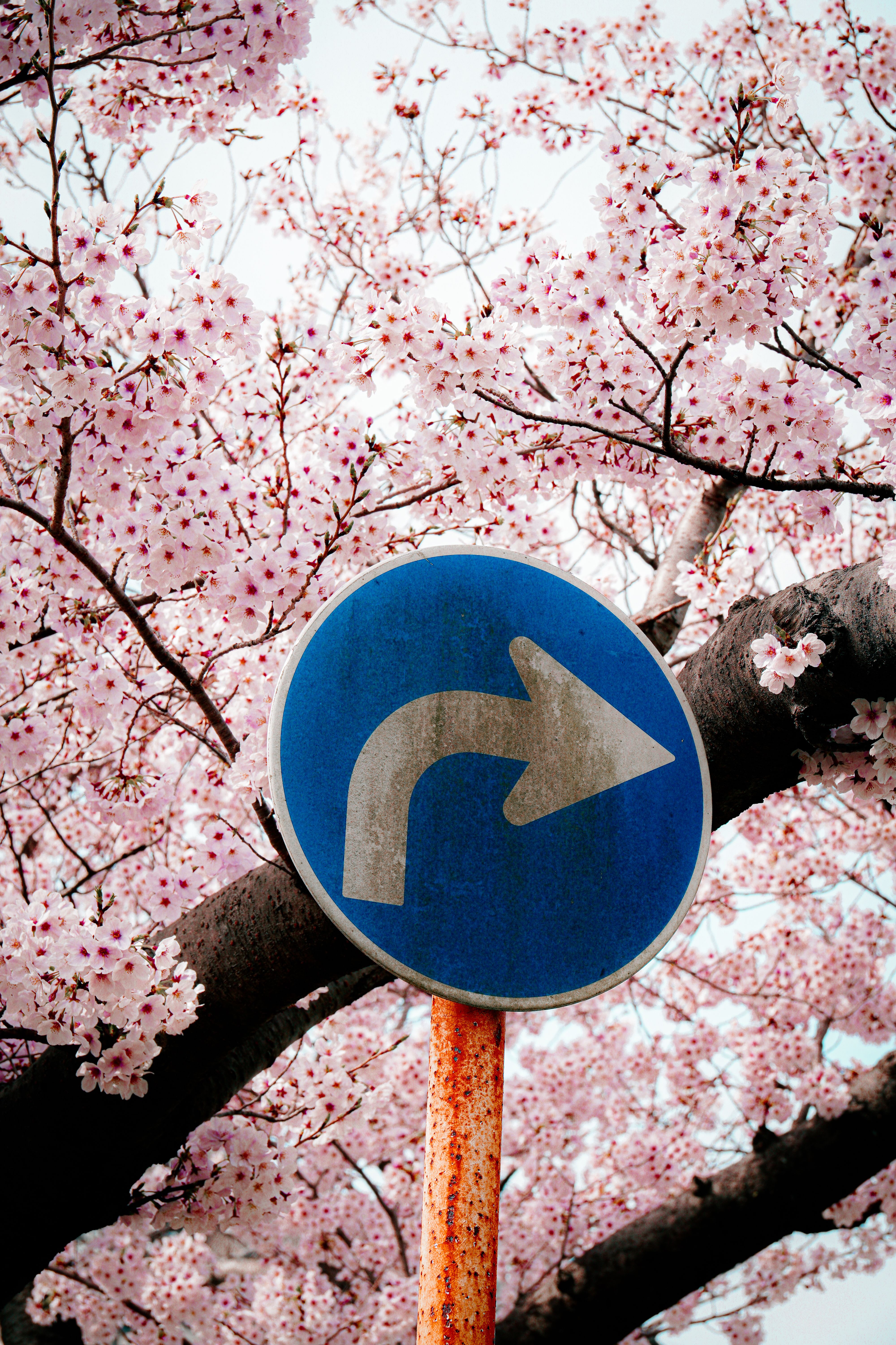 Road Sign and Pink Cherry Tree behind · Free Stock Photo