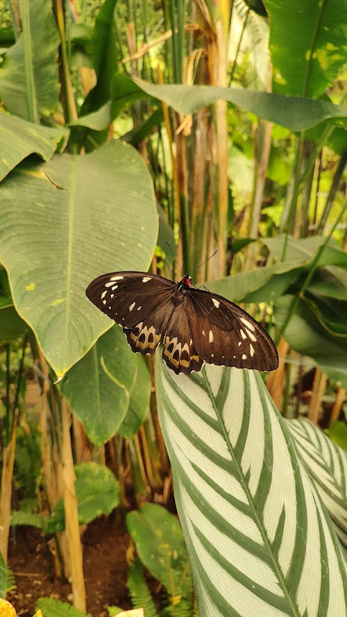 A butterfly sitting on top of a leaf in a tropical garden