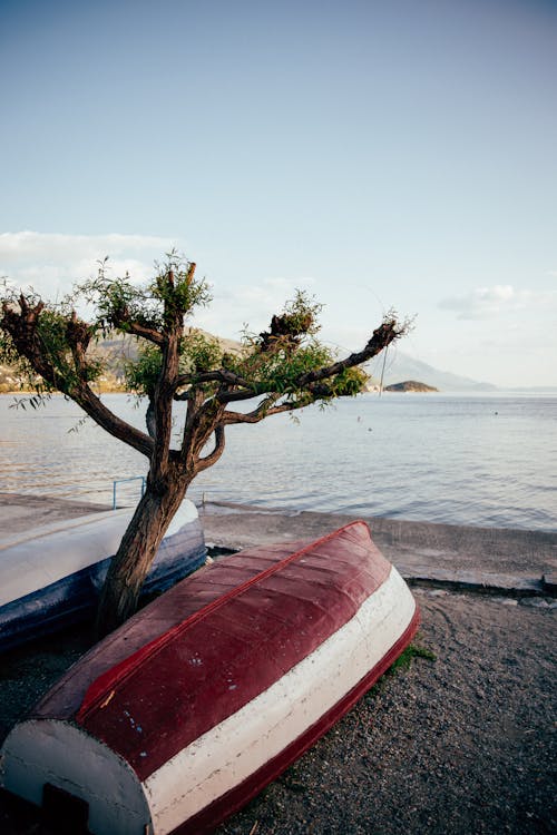 Foto profissional grátis de árvore, barcos, costa