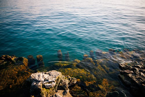 Бесплатное стоковое фото с водоросли, море, морской берег