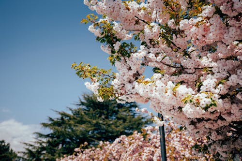 Fotos de stock gratuitas de arboles, crecimiento, floraciones