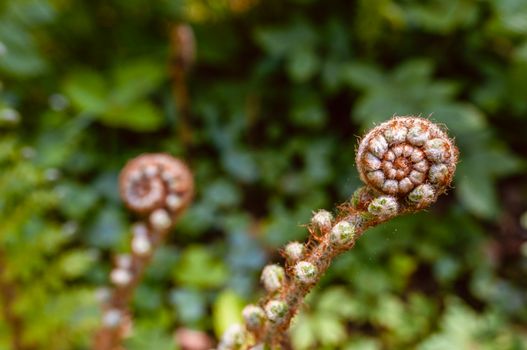 蕨类植物新生的拳卷状幼叶正在舒展