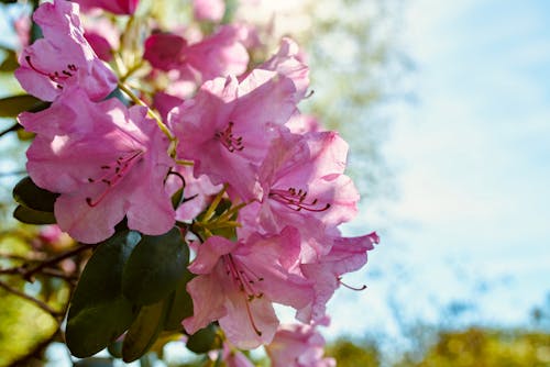 Δωρεάν στοκ φωτογραφιών με catawba rosebay, ανάπτυξη, άνθη